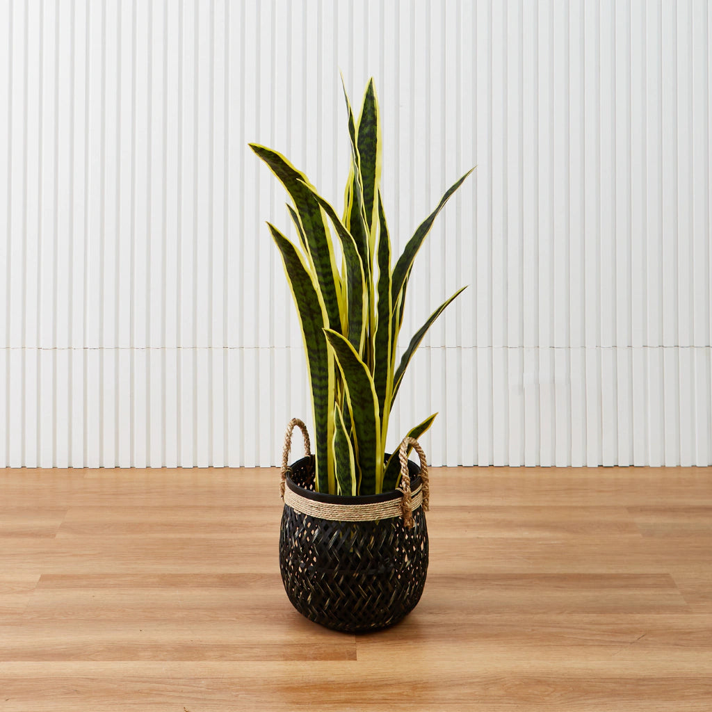 Sansevieria