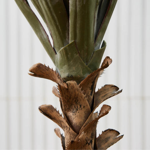 Sisal