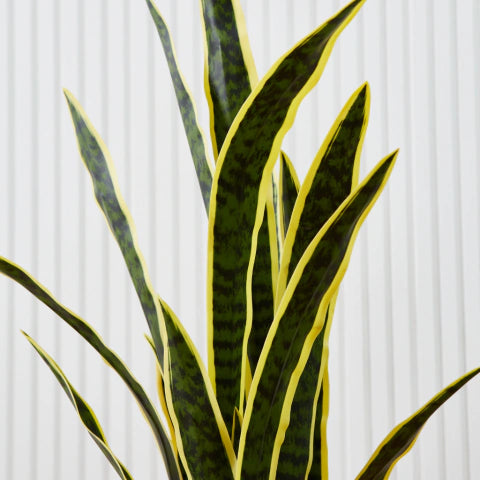 Sansevieria
