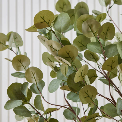 Eucalyptus 1,4 M