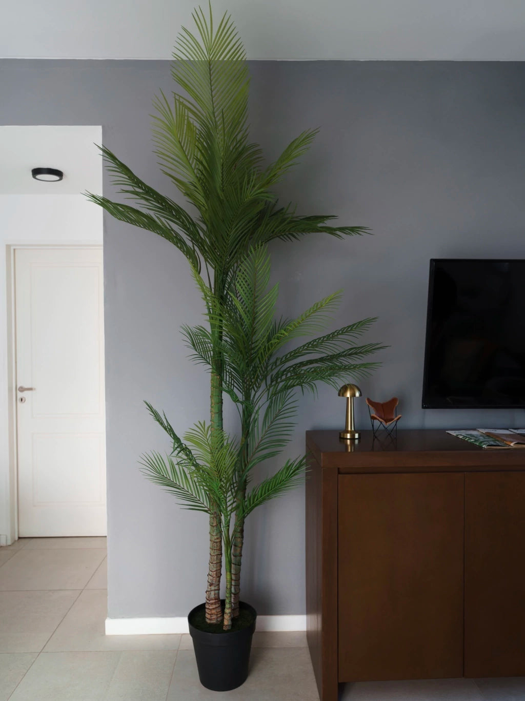 Palmera Roystonea 240cm Regia Desmontable