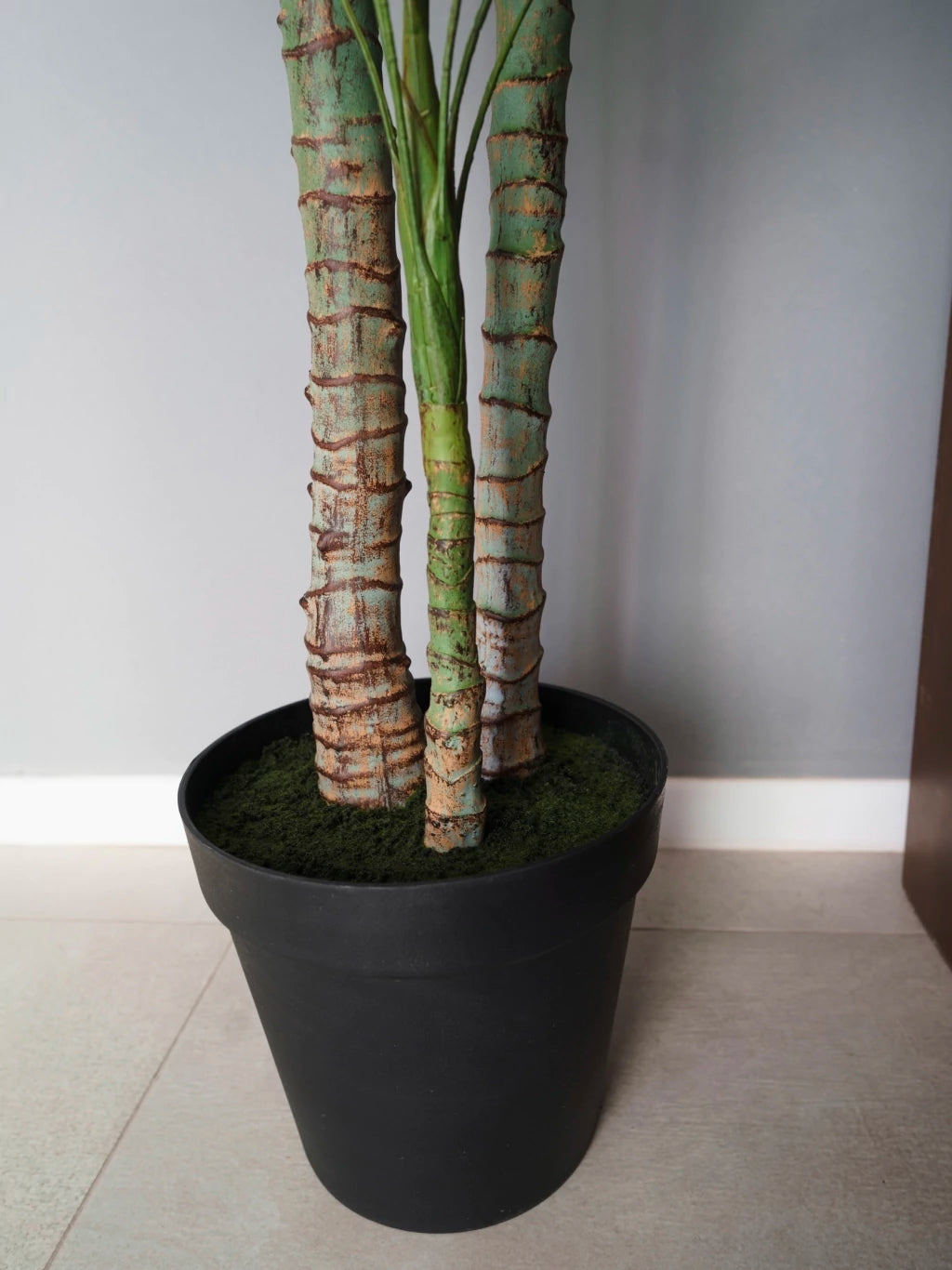 Palmera Roystonea 240cm Regia Desmontable