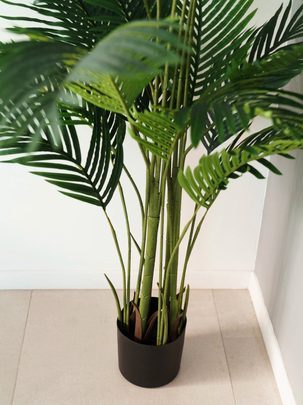 Palmera Areca 190cm