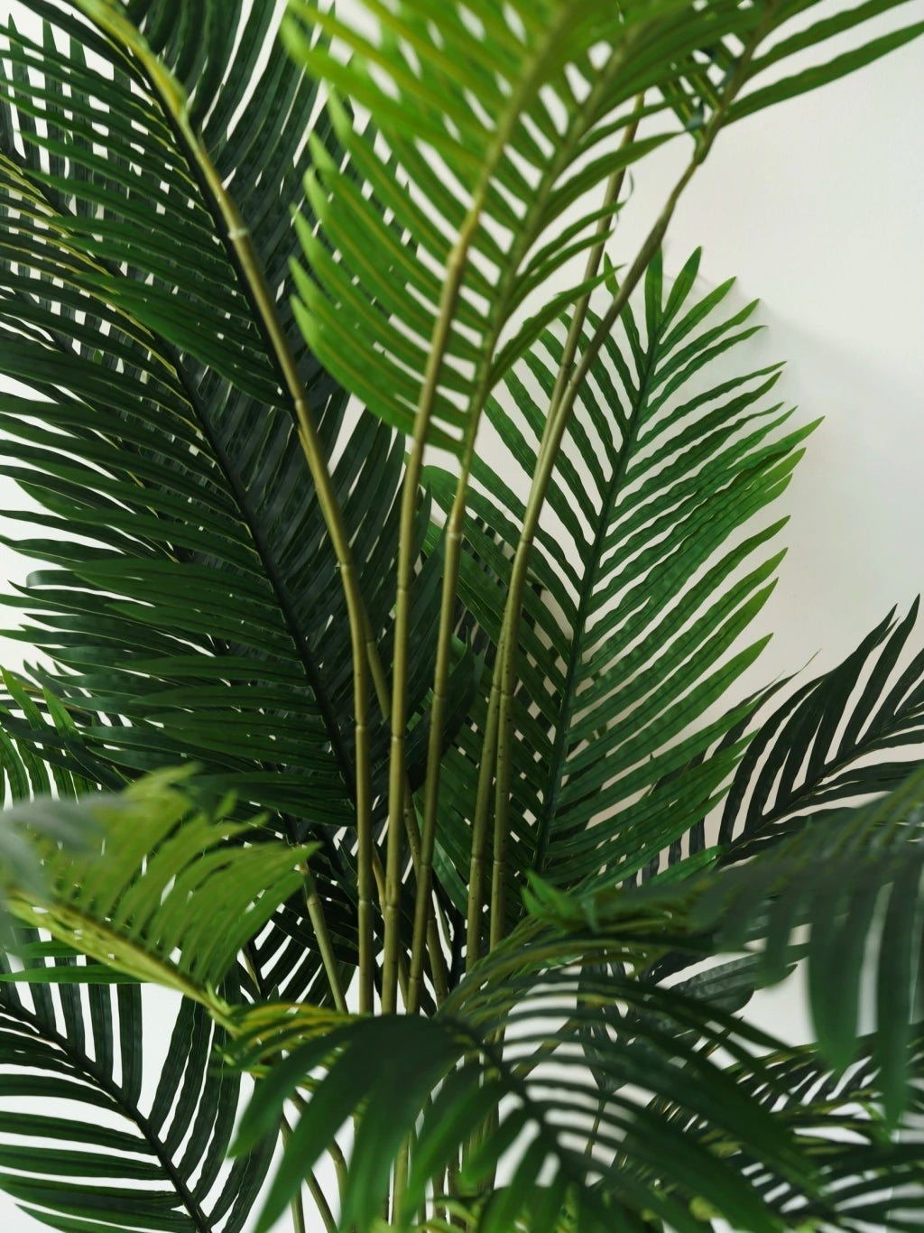 Palmera Areca 190cm
