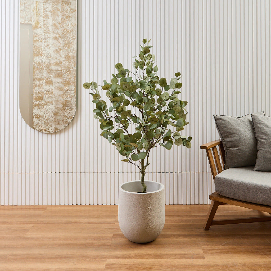 Eucalyptus 1,4 M