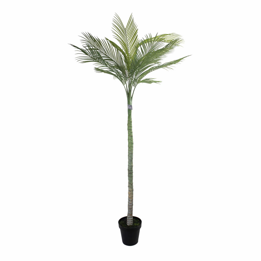 Palmera Roystonea Regia 240cm Desmontable