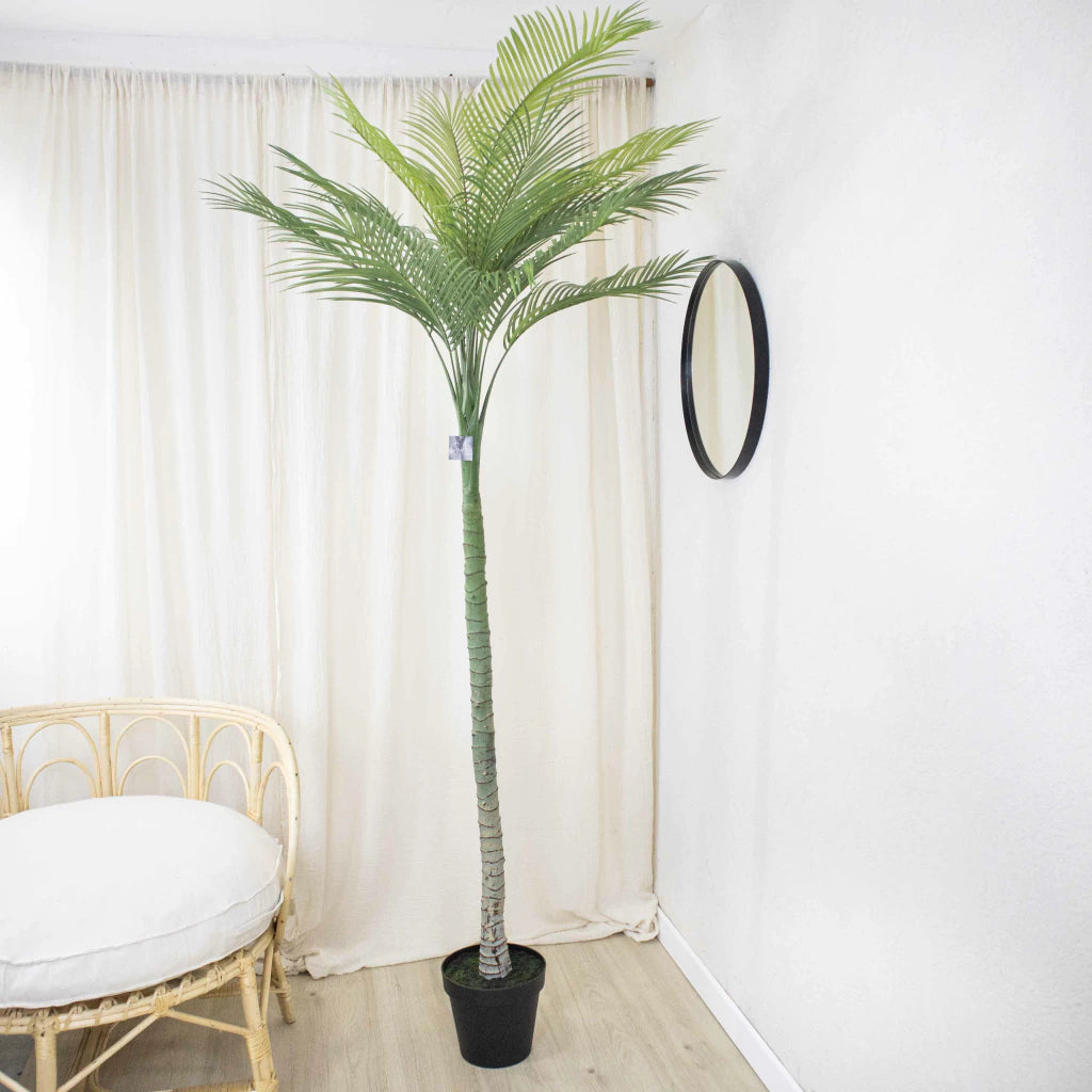 Palmera Roystonea Regia 240cm Desmontable