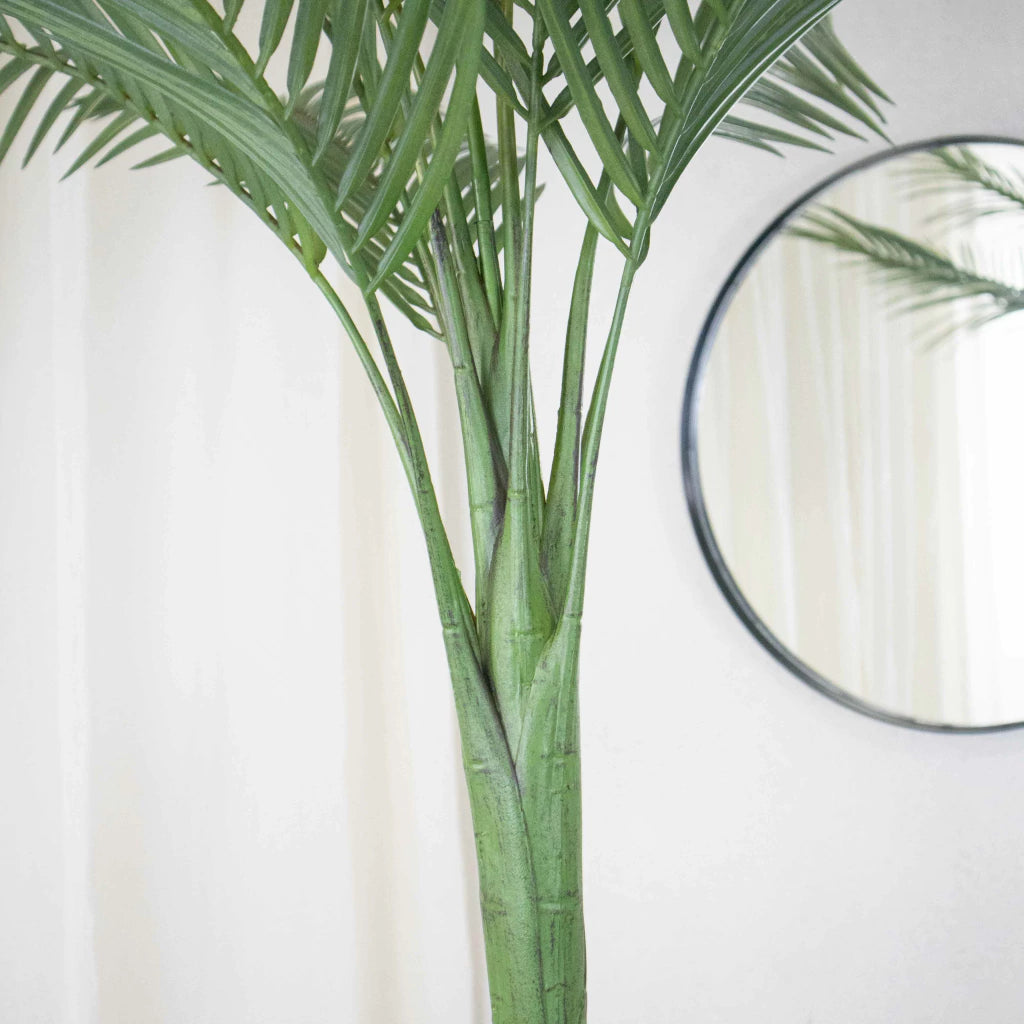 Palmera Roystonea Regia 240cm Desmontable