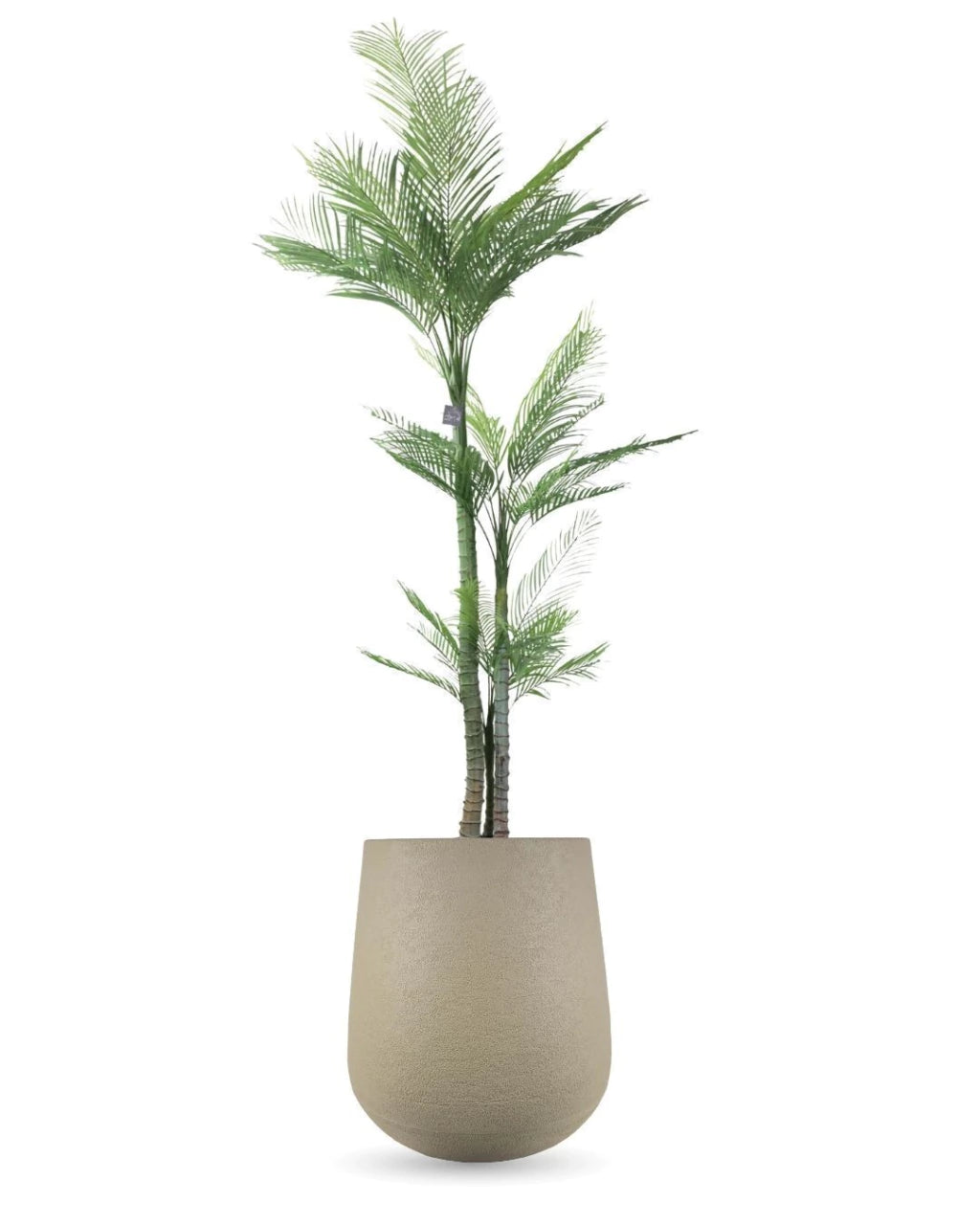 Combo Palmera Roystonea 240cm Regia Desmontable + Maceta Matte 58