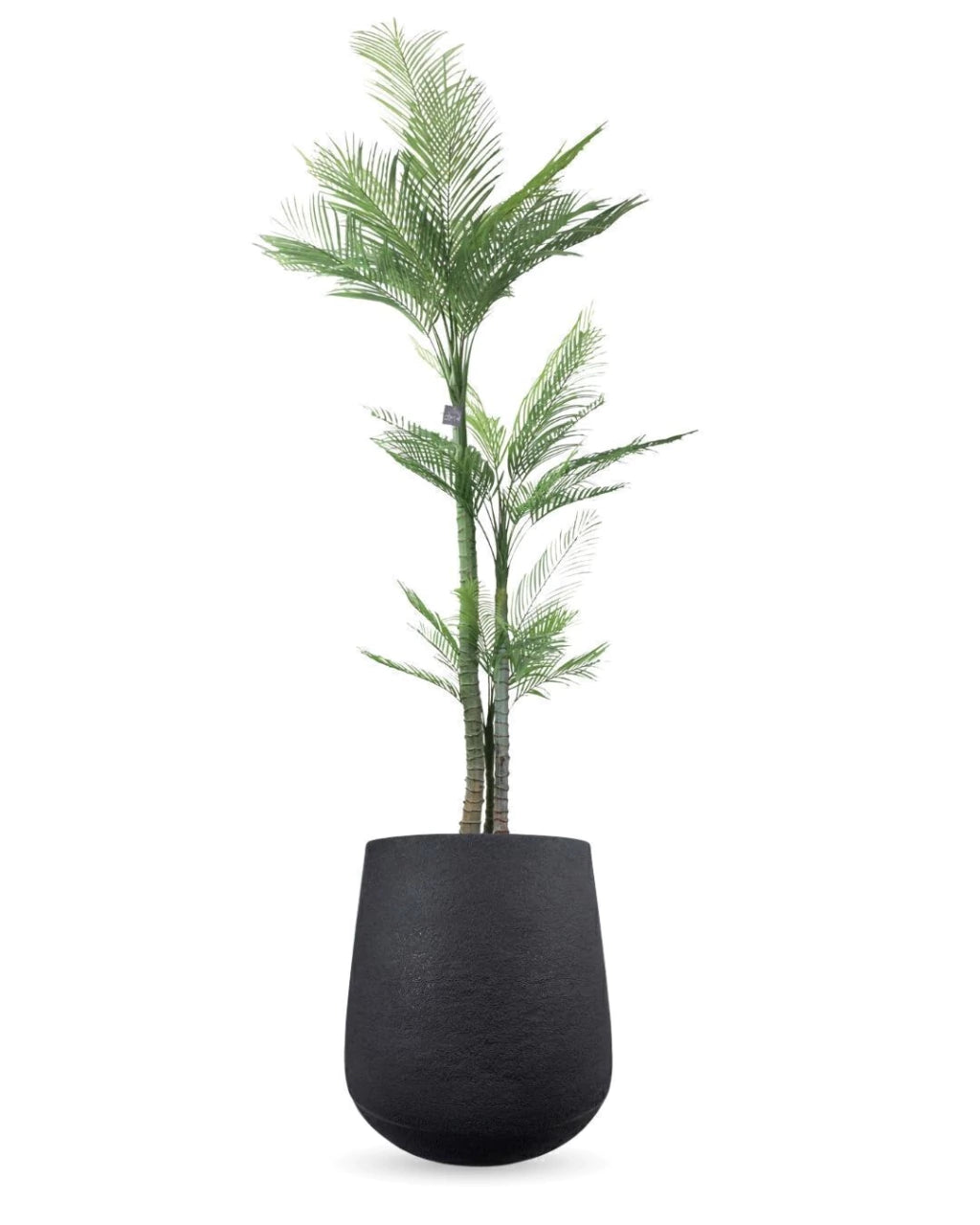 Combo Palmera Roystonea 240cm Regia Desmontable + Maceta Matte 58