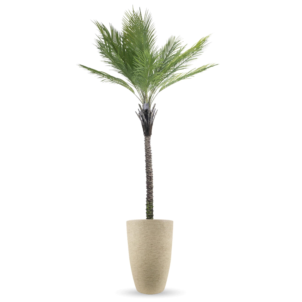 Combo Palmera Phoenix Datilera 220cm + Maceta Inca 58