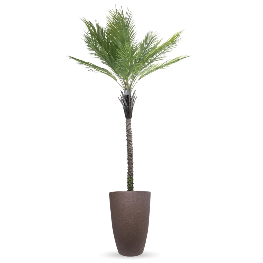 Combo Palmera Phoenix Datilera 220cm + Maceta Inca 58