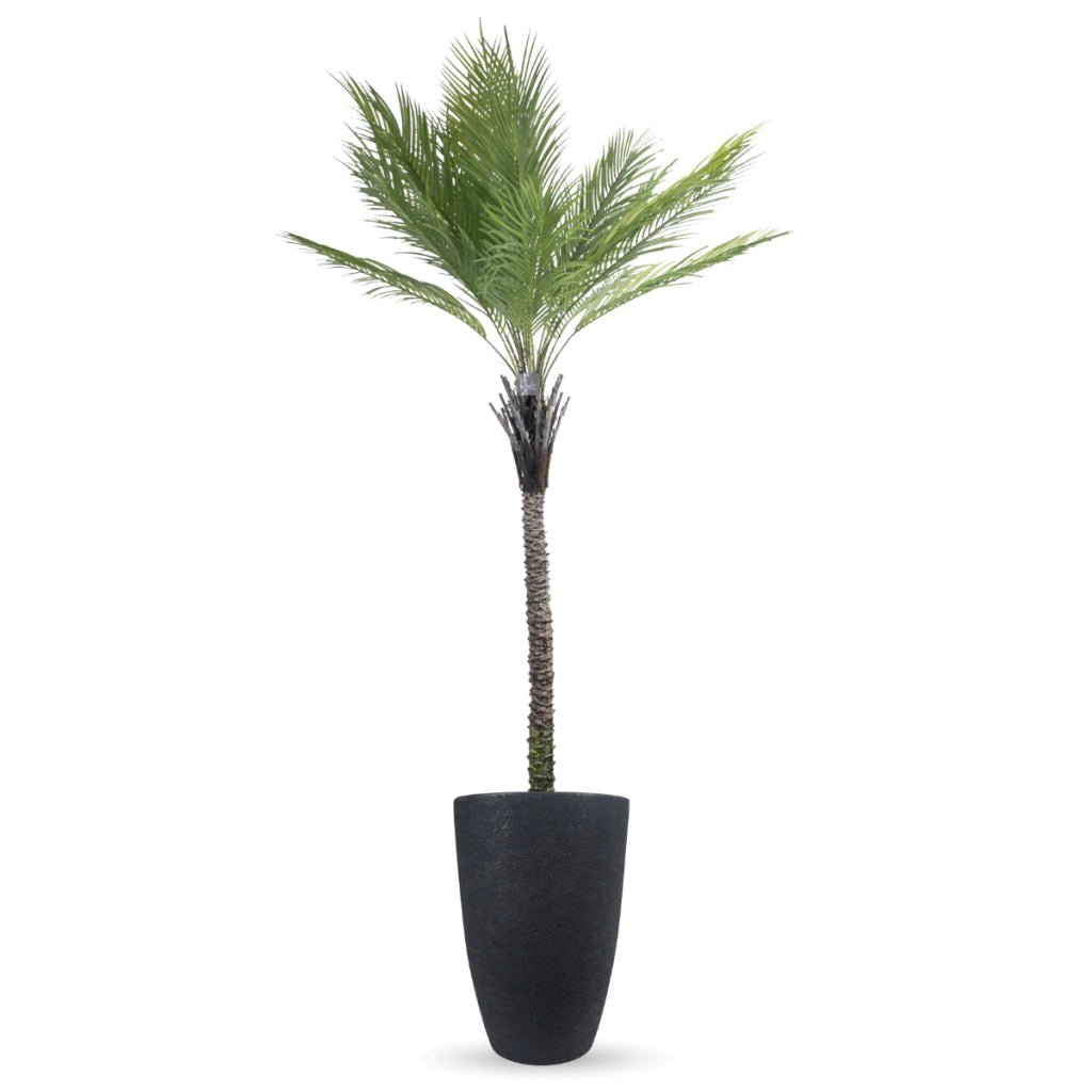 Combo Palmera Phoenix Datilera 220cm + Maceta Inca 58