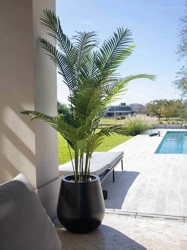 Palmera Areca 190cm