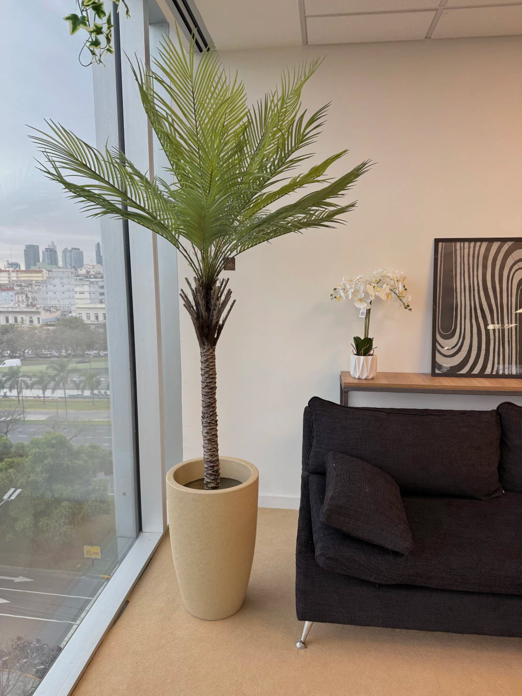 Combo Palmera Phoenix Datilera 220cm + Maceta Inca 58