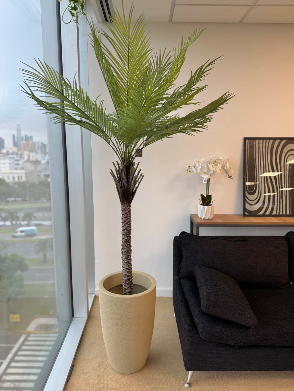Combo Palmera Phoenix Datilera 220cm + Maceta Inca 58