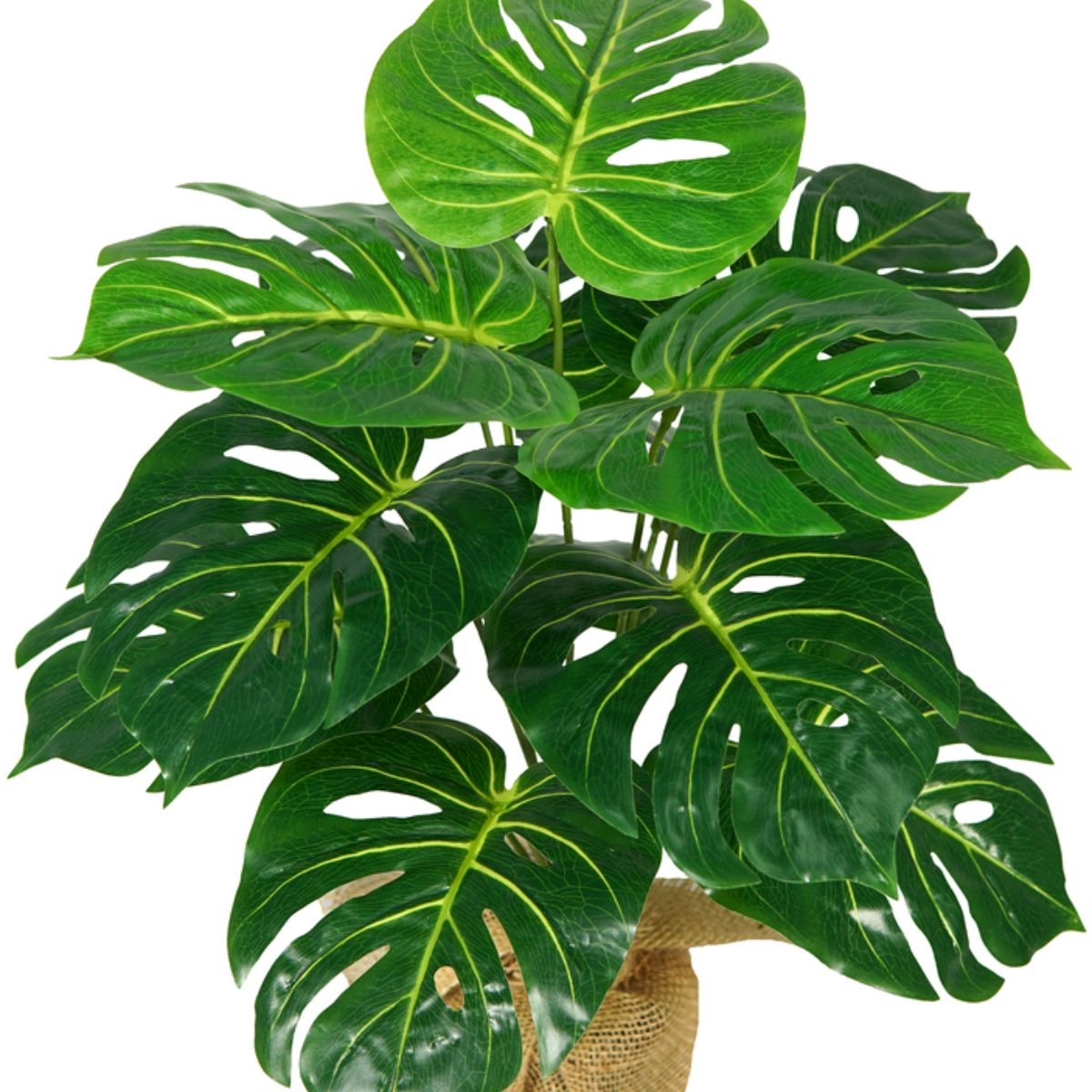 Planta Costilla de Adán, 12 hojas, 43 cm, follaje realista