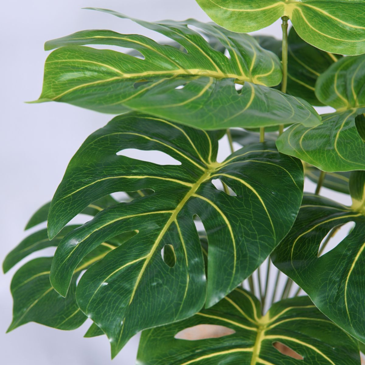 Planta Costilla de Adán, 12 hojas, 43 cm, follaje realista