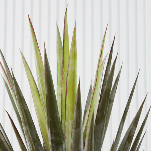 Sisal