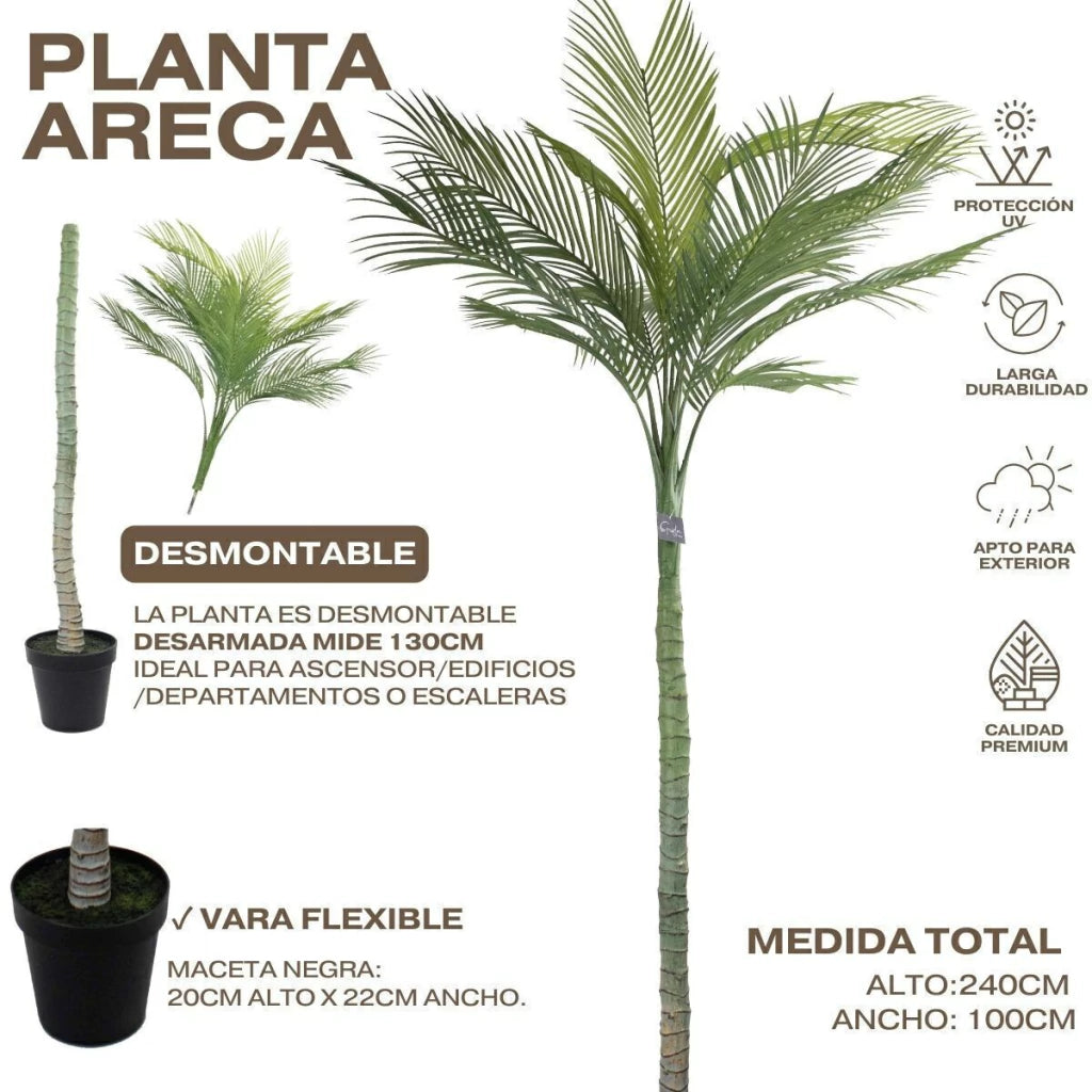 Palmera Roystonea Regia 240cm Desmontable