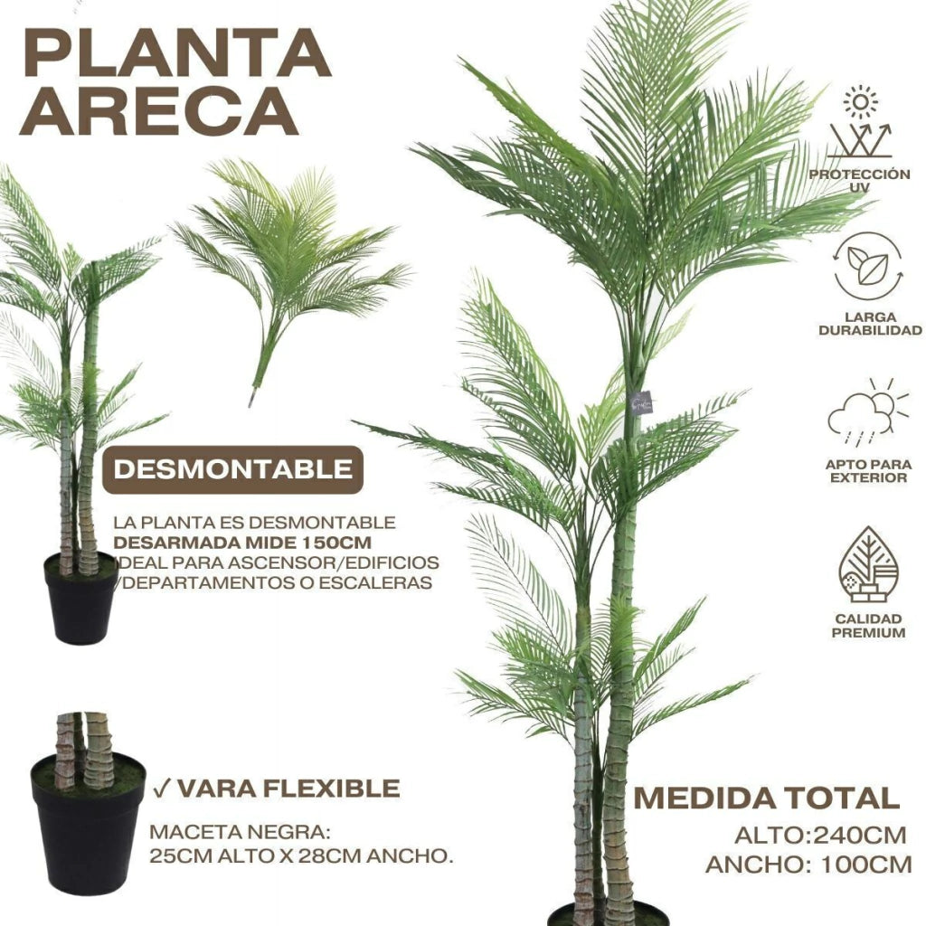 Palmera Roystonea 240cm Regia Desmontable