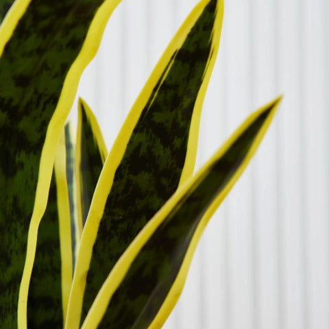 Sansevieria