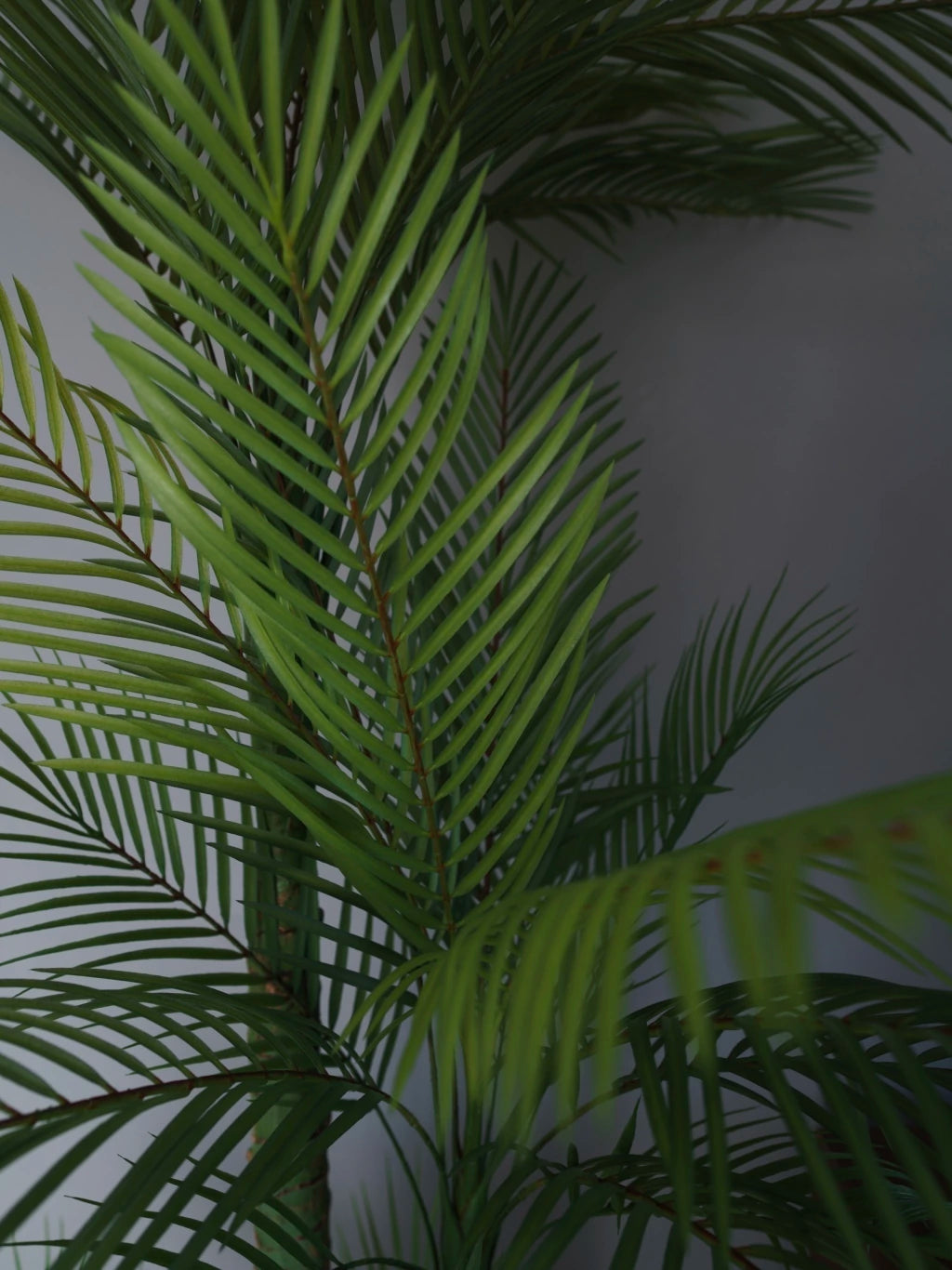 Combo Palmera Roystonea 240cm Regia Desmontable + Maceta Matte 58