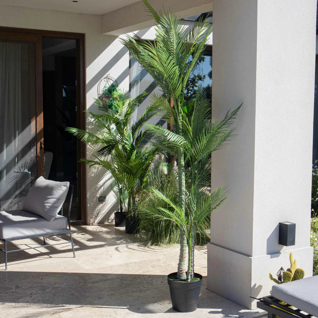 Palmera Roystonea 240cm Regia Desmontable