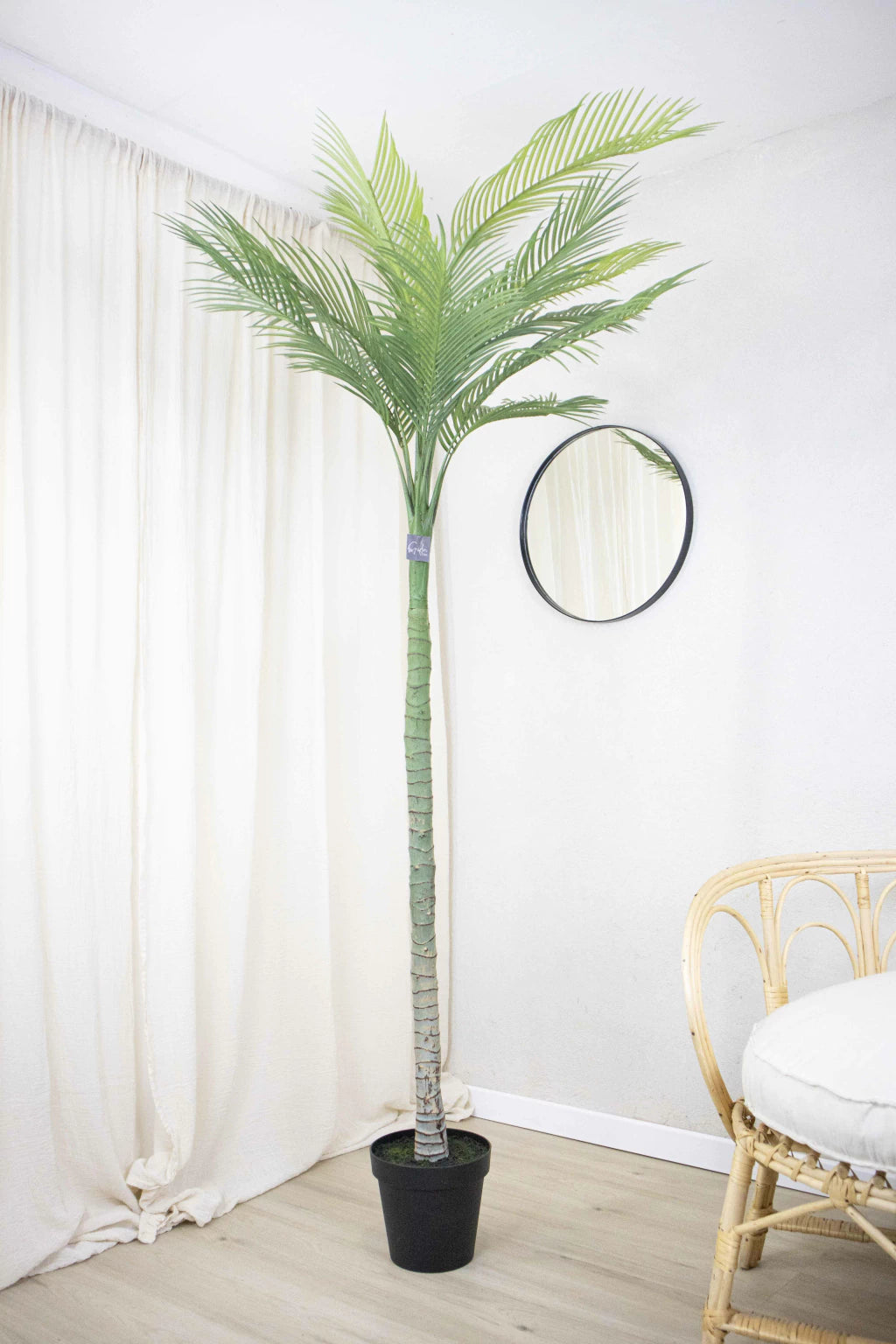 Palmera Roystonea Regia 240cm Desmontable