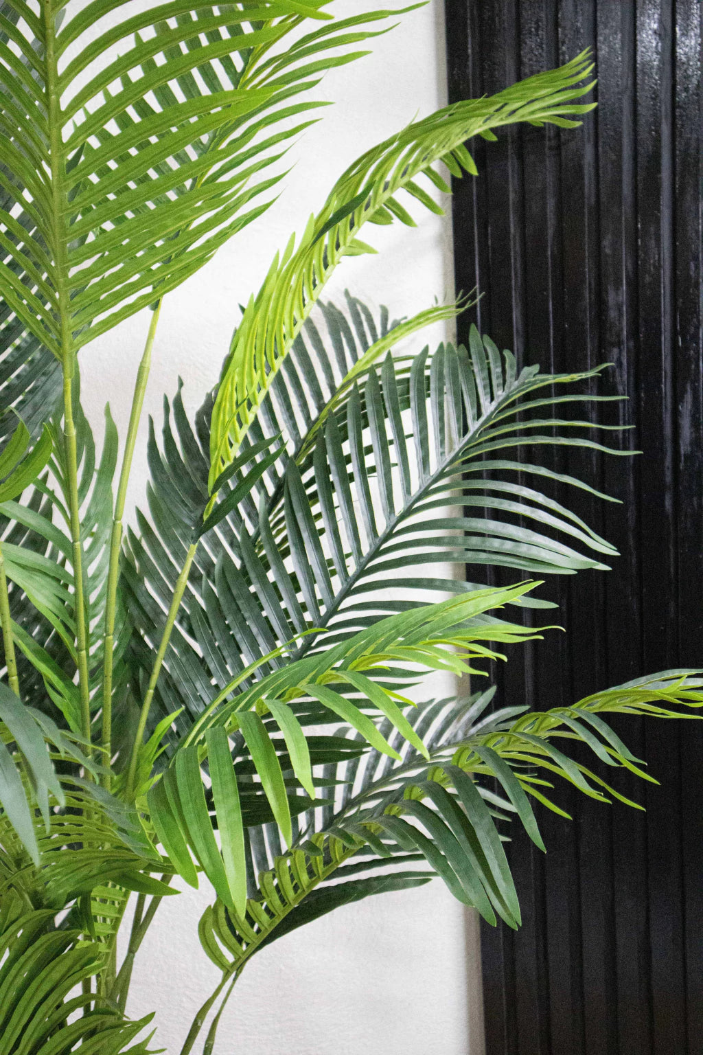 Palmera Areca 190cm