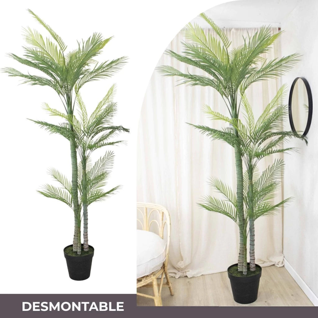 Palmera Roystonea 240cm Regia Desmontable